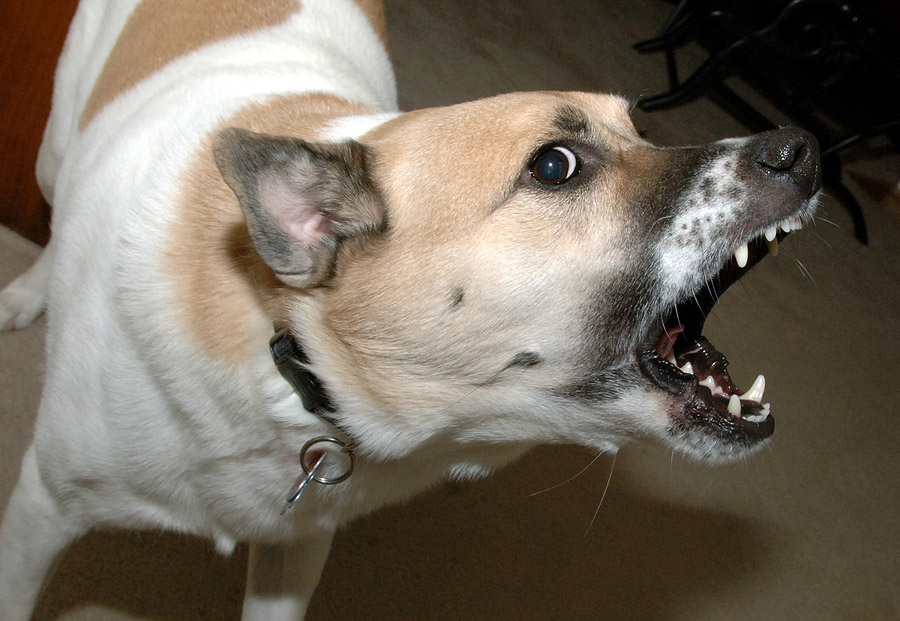 A Dog With Open Mouth And Visible Teeth - Cobb Personal Injury