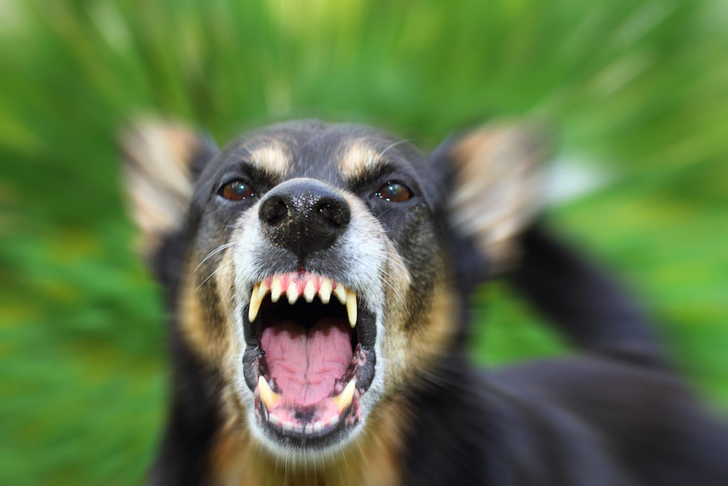 Are There Any Exceptions to Liability for Dog Bite Laws? - Cobb Personal Injury